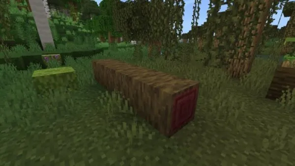 Fallen Mangrove Log