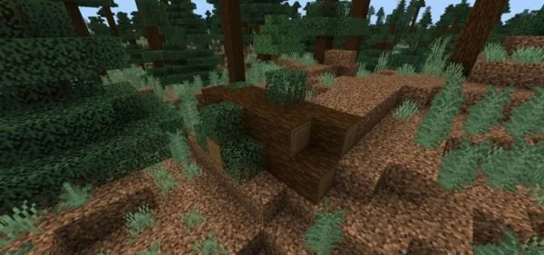 Fallen Mega Spruce Log