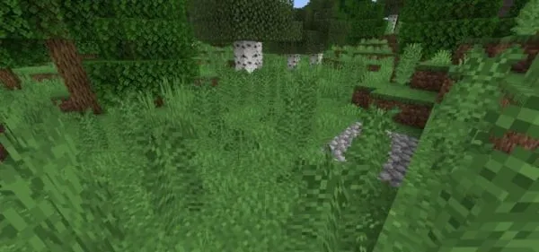 Fern Vegetation