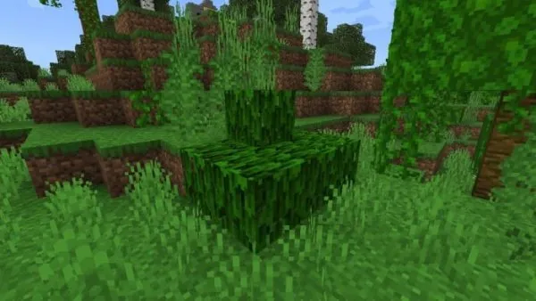 Mangrove Bush