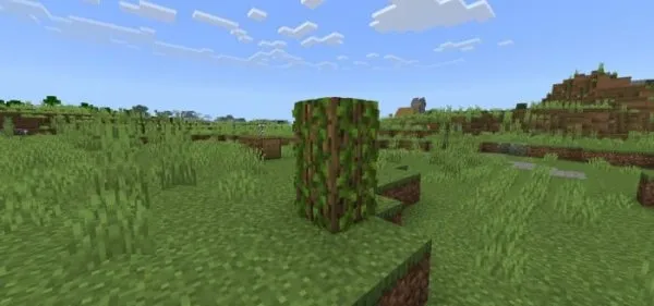 Oak Stump