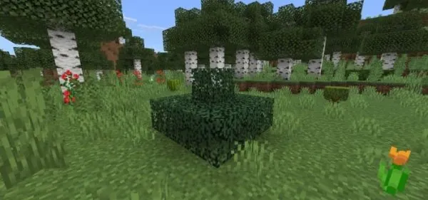 Spruce Bush