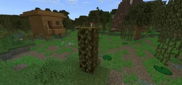 Spruce Stump