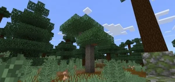 Wild Acacia Tree