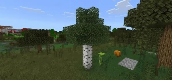 Wild Birch Tree