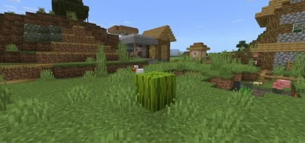 Wild Melon Vegetation
