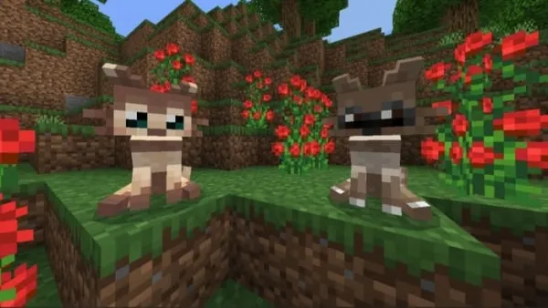 Furret and Zigzagoon