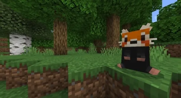Red panda
