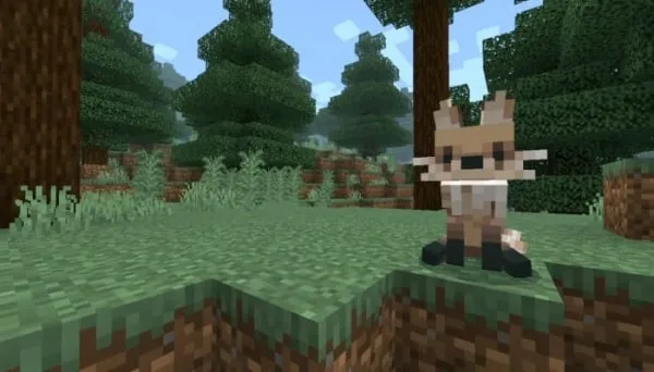 Vulpes Fox