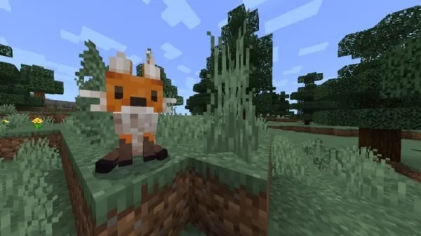 Orange Fox