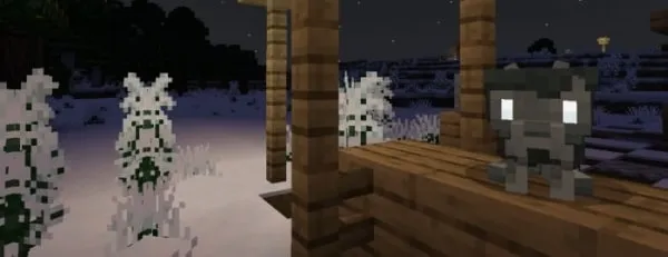 Stray Fox