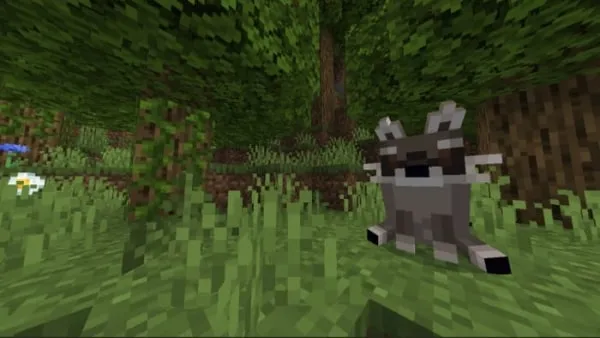 Raccoon fox