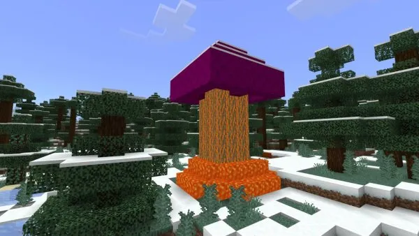 Lava Tree Oak