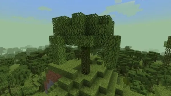 Mossy Tree