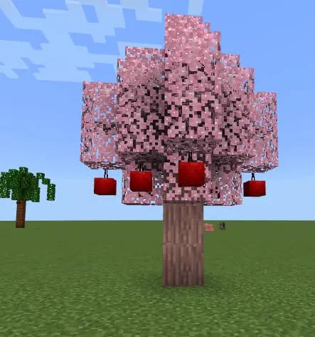Cherry Blossoms