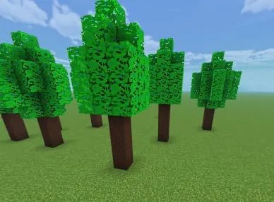 Cinnamon Trees
