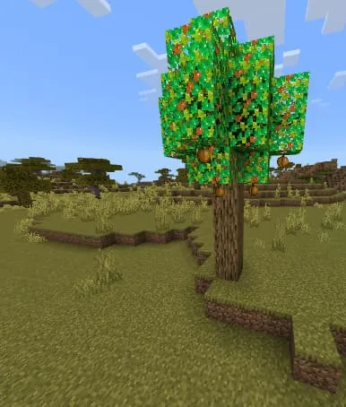 Orange Trees