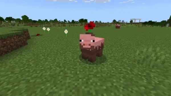 Muddy Pig