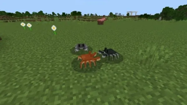 Crab animal