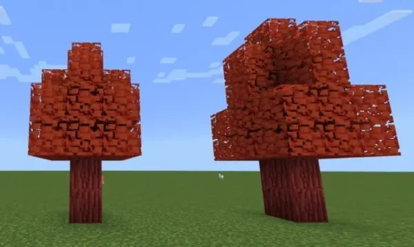 Maple Trees