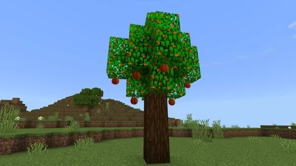 Mango Trees