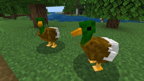Ducks animals