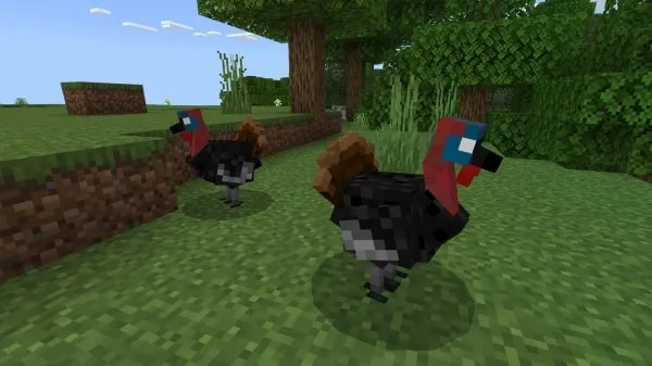 Turkeys animal