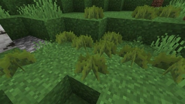 Small Lush Grass