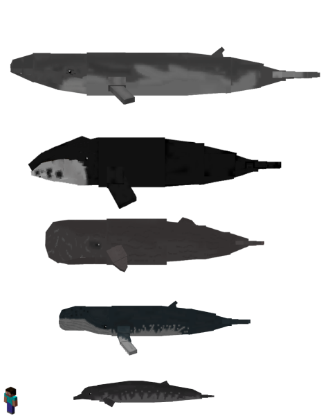 All types of whales