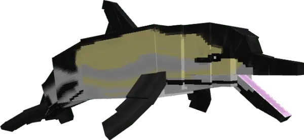 Common Dolphin