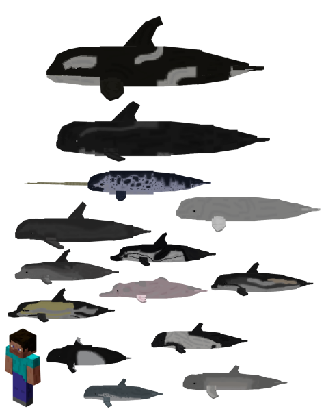 Dolphins Variants and Player