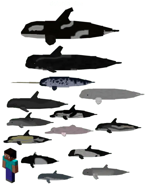 Dolphins Variants and Player