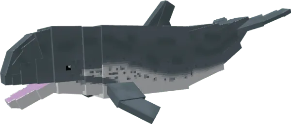 Harbour Porpoise