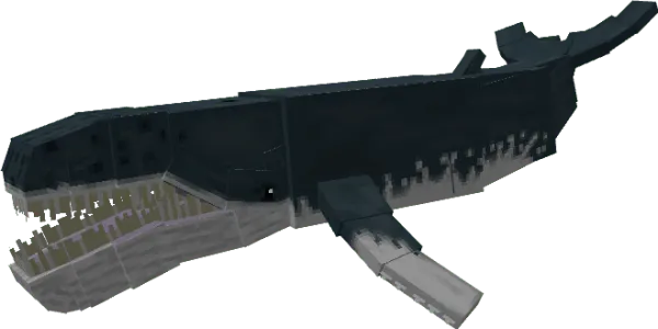Humpback Whale