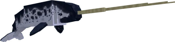 Narwhal