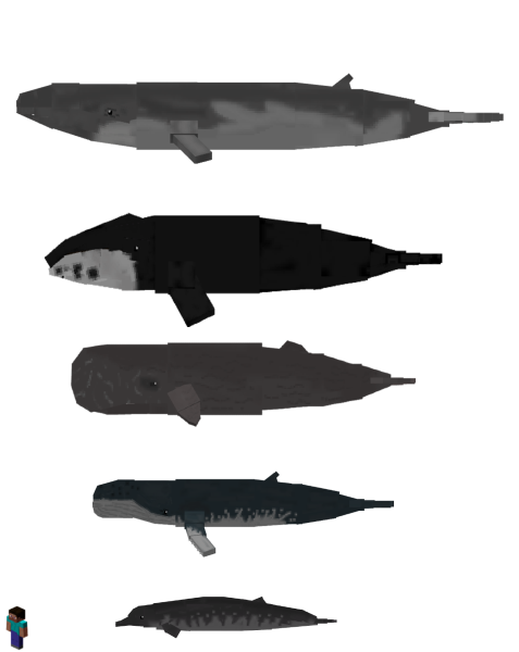 Whale Variants and Player