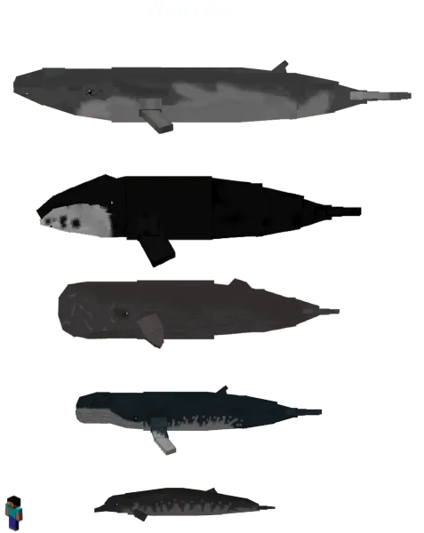 Whale Variants and Player
