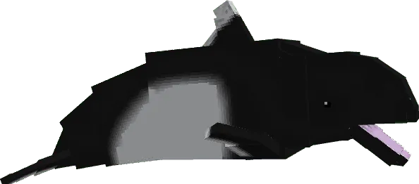Dall's Porpoise