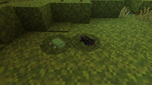 Crocodile and an Ender Axolotls