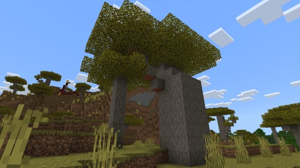 Acacia Trees: Screenshot 1