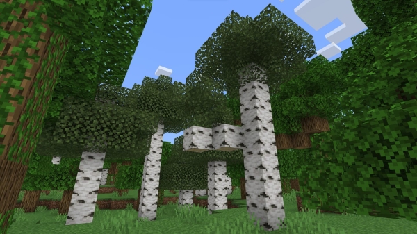 Birch Trees: Screenshot 1