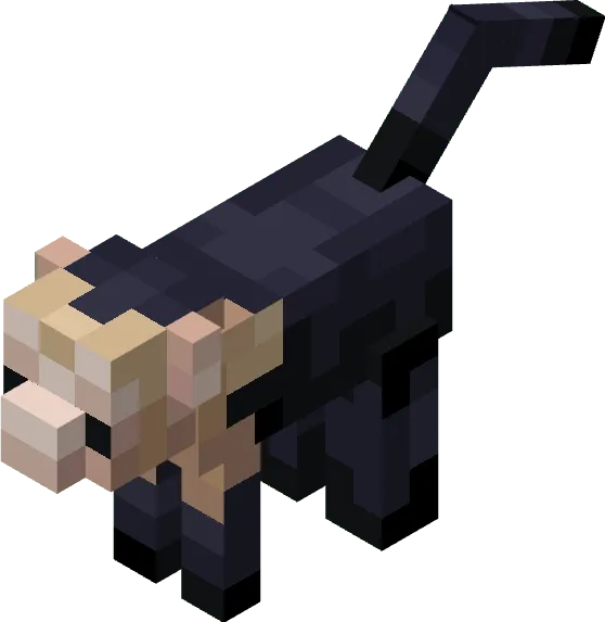 Capuchin Monkey