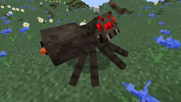 Pochito is attacking spider.