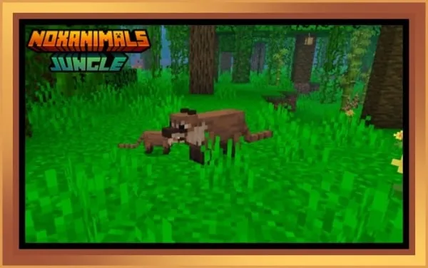 Coati