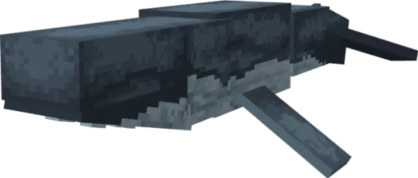 Humpback Whale