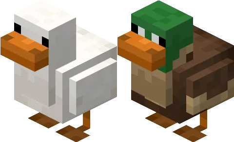 Ducks