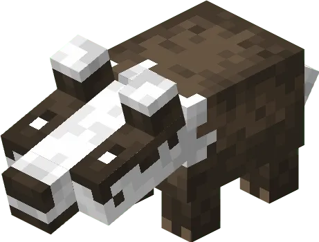 Badger animal