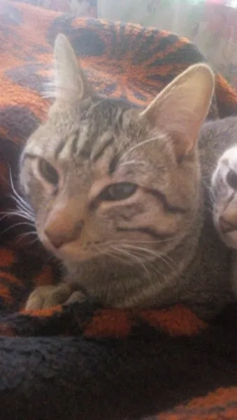 Chuleta cat photo