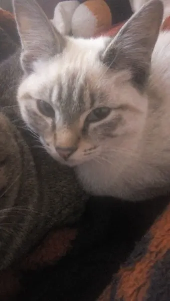 Tamalito cat photo