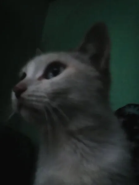 Nene cat photo